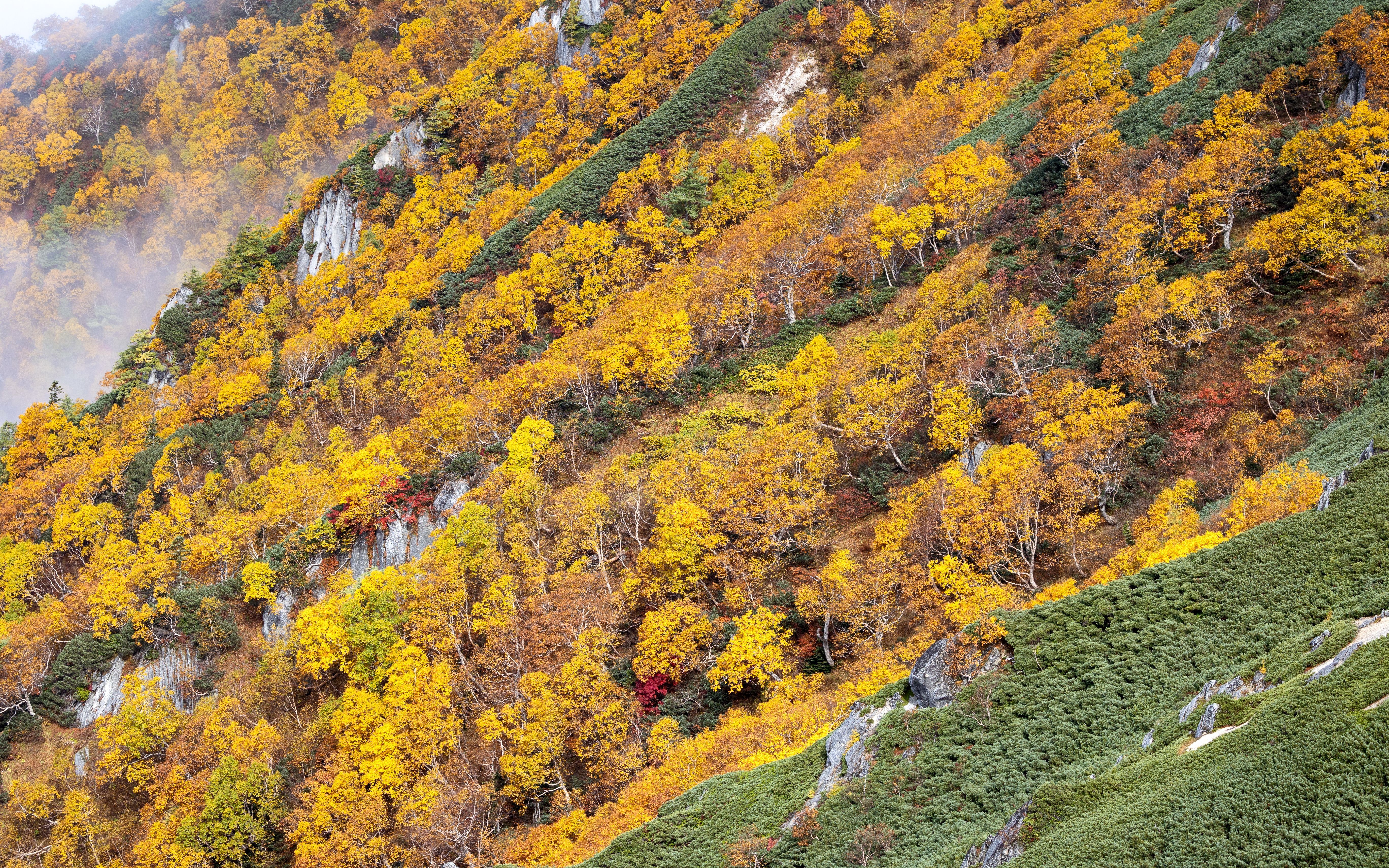 Laderas de montaña cubiertas de árboles con follaje otoñal amarillo y verde, con algunas rocas visibles.