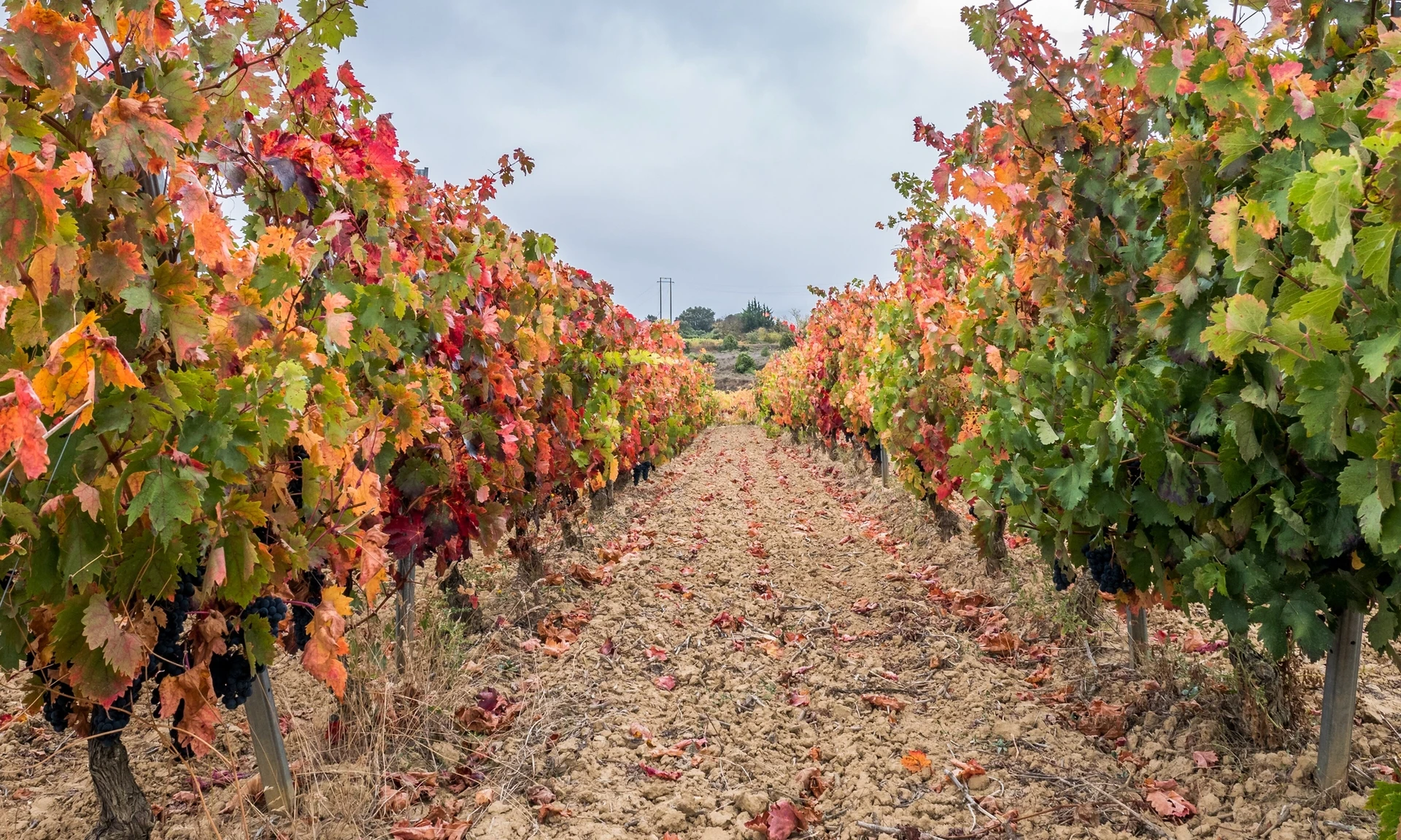 Rioja Alavesa