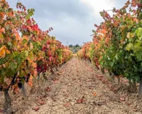 Rioja Alavesa