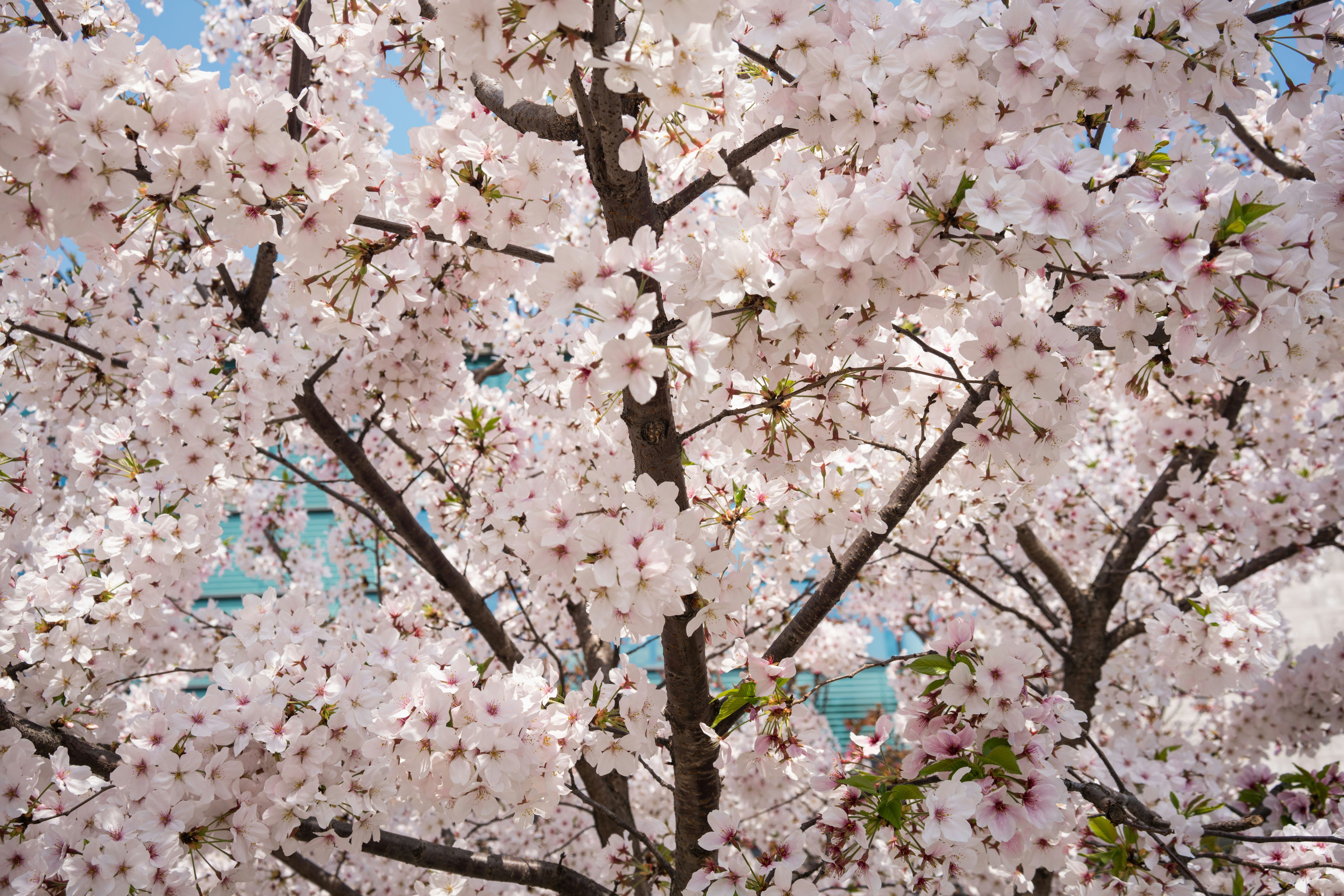 Primer plano de un árbol de cerezo en plena floración con flores blancas y rosadas.