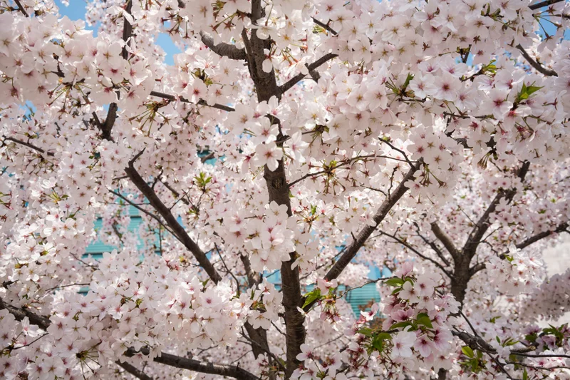 Primer plano de un árbol de cerezo en plena floración con flores blancas y rosadas.