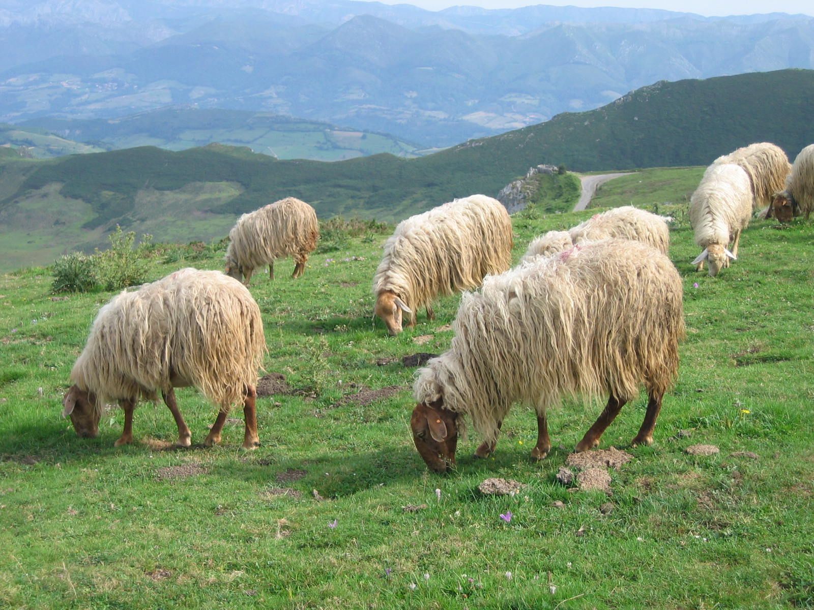 Asturian sheep.jpg