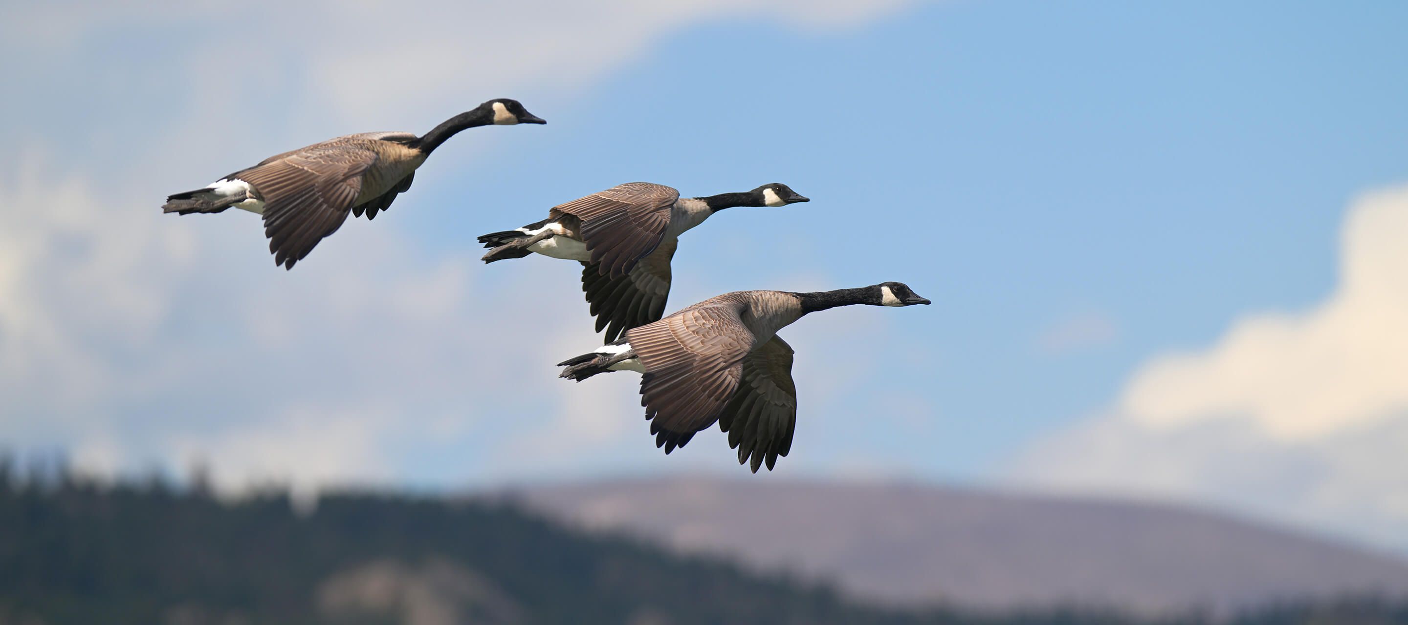 Official Nikon sample image of wild geese photographed with the NIKKOR Z 120-300mm f/2.8 TC VR S