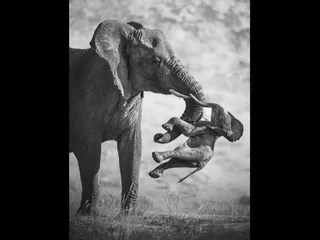 Black-and-white photograph by Federico Veronesi showing an adult elephant holding the body of a deceased calf in its trunk against a blurred outdoor backdrop.