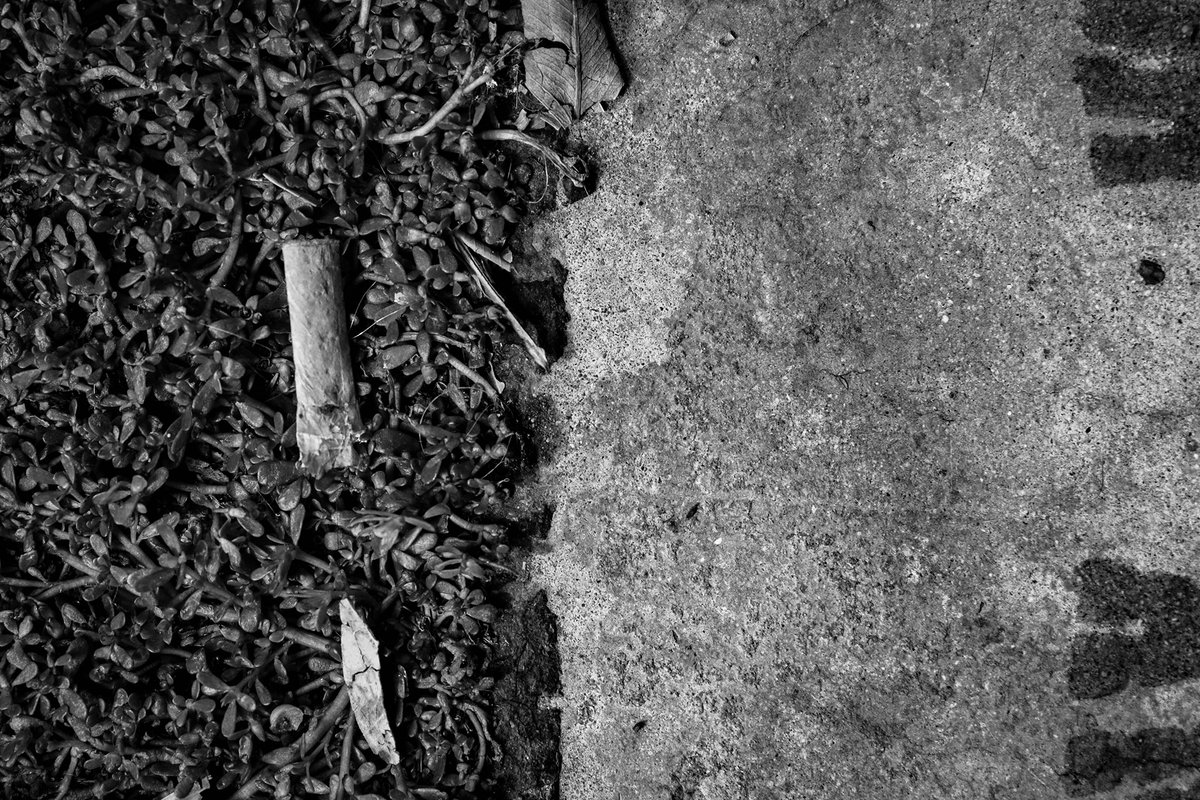 A cigarette butt lying in dense ground cover beside rough concrete.