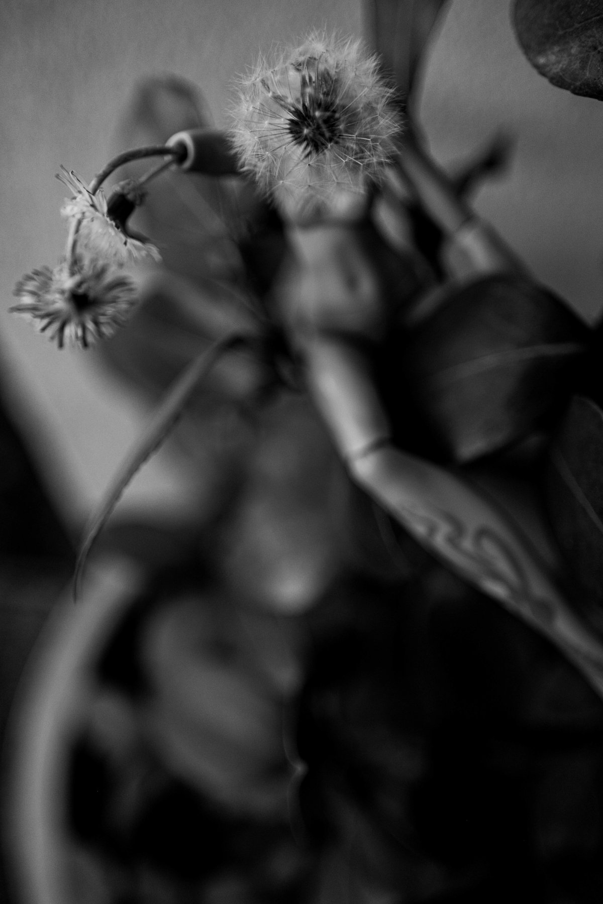 A doll's arm and dandelions in soft focus among dark leaves.
