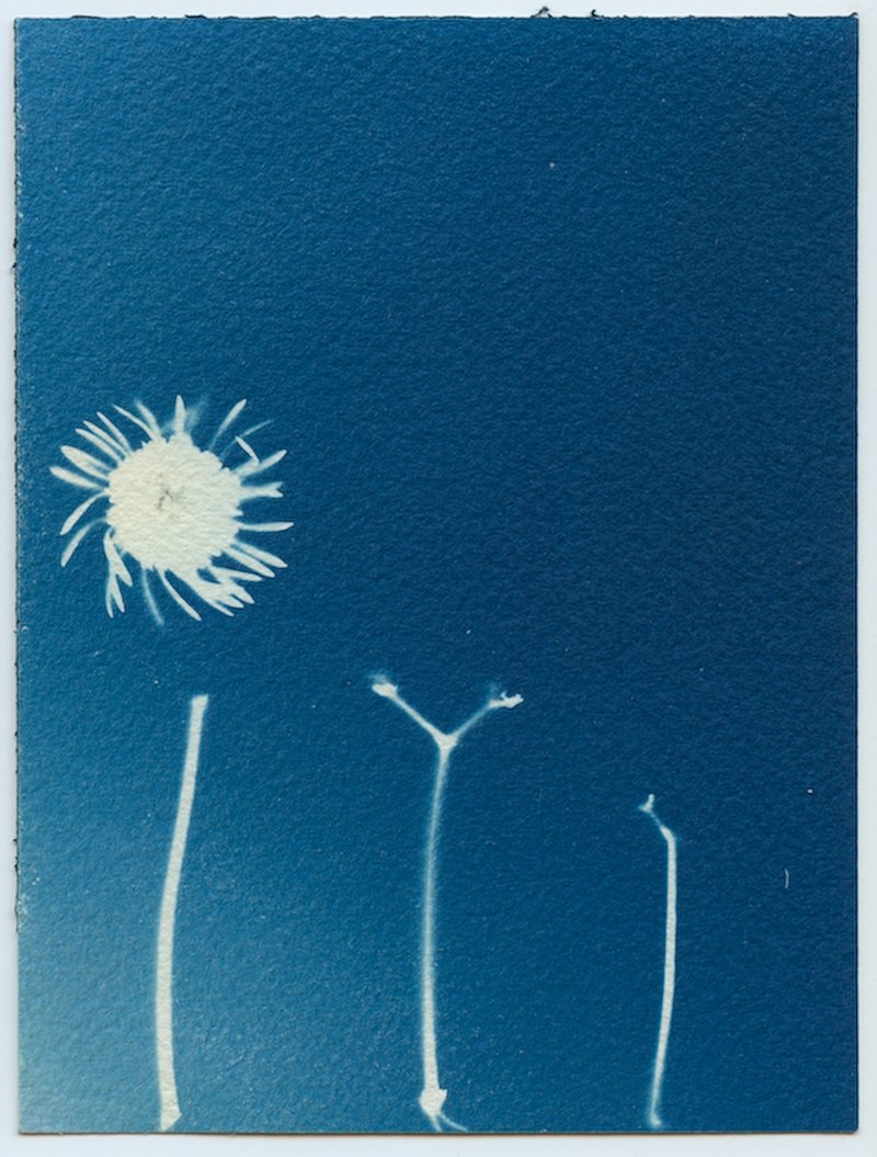 A cyanotype in deep blue: the white silhouette of a dandelion puff and three bare stems.