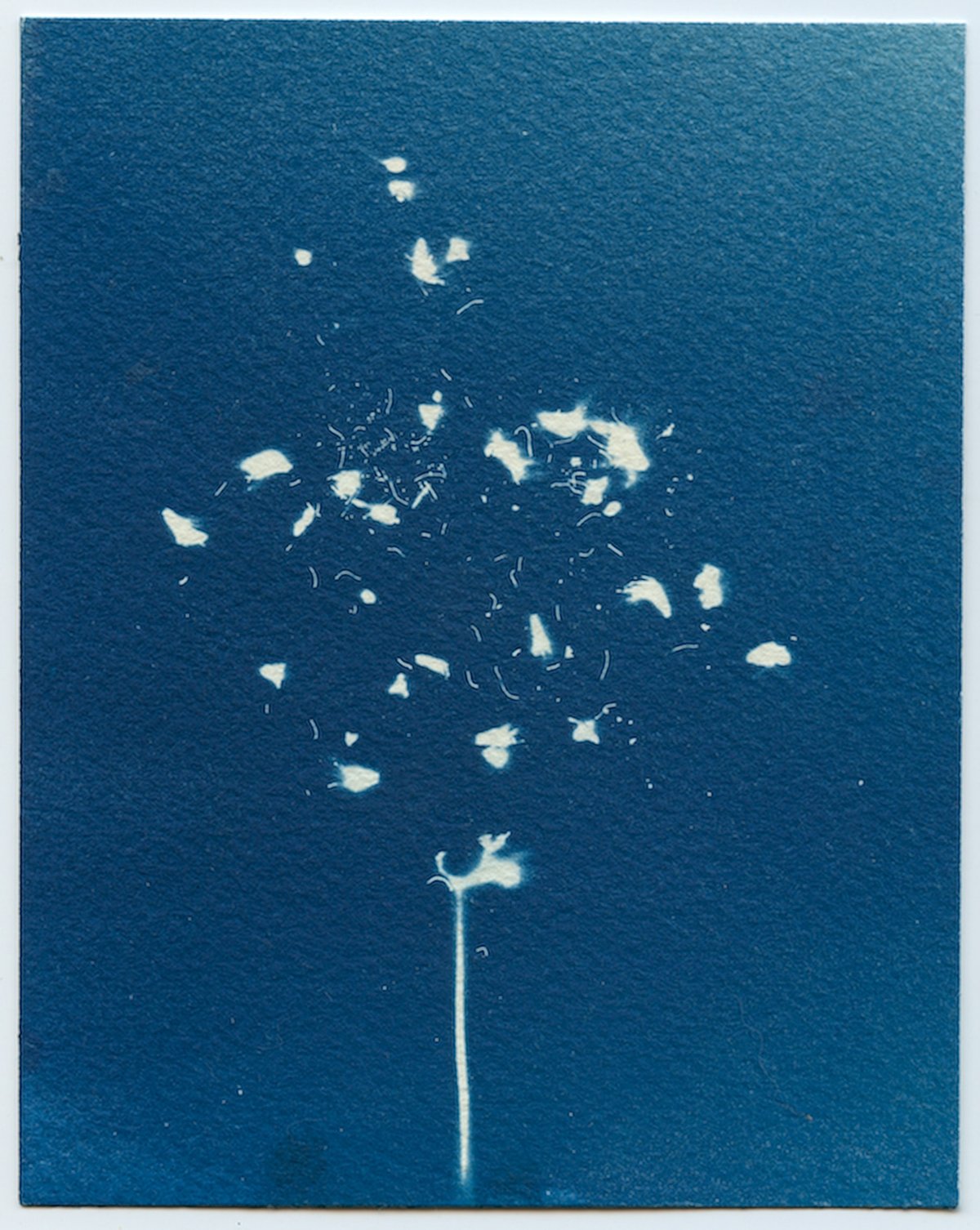 A cyanotype in deep blue: a single stem below a loose cloud of tiny white petals and fibers.