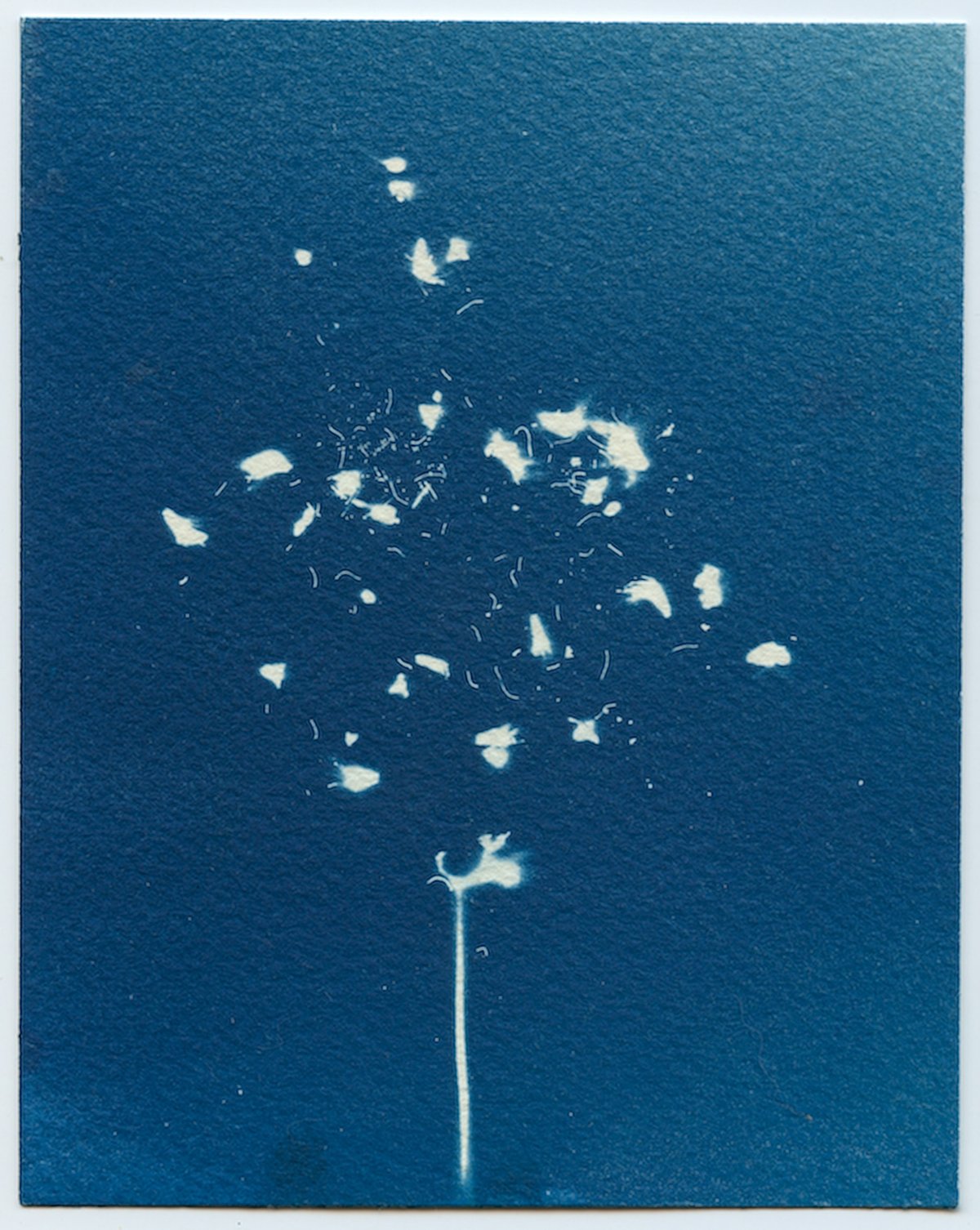 A cyanotype in deep blue: a single stem below a loose cloud of tiny white petals and fibers.