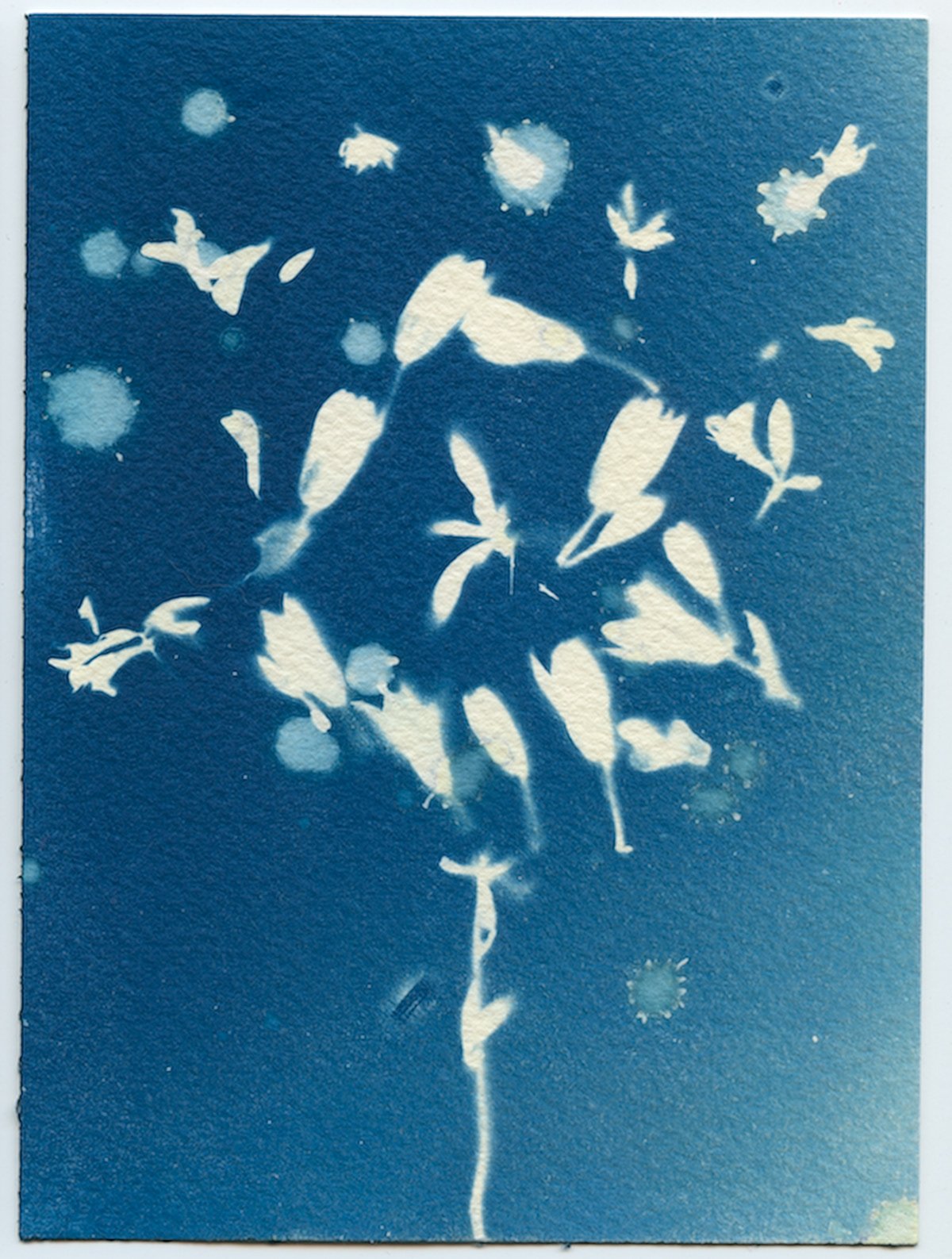 A cyanotype in deep blue: scattered white petals and leaves bursting outward above a single thin stem.