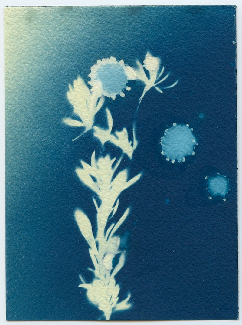 A cyanotype in deep blue: a pale sprig of leaves and flowers rising from the bottom edge, with round water spots beside it.