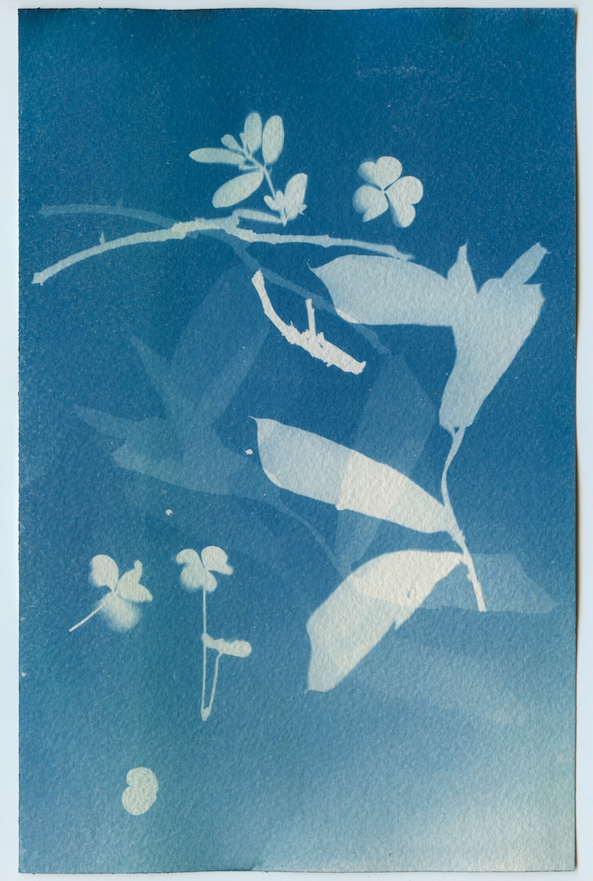 A cyanotype in blue: pale prints of leaves, a thorny stem and small clover-like sprigs.