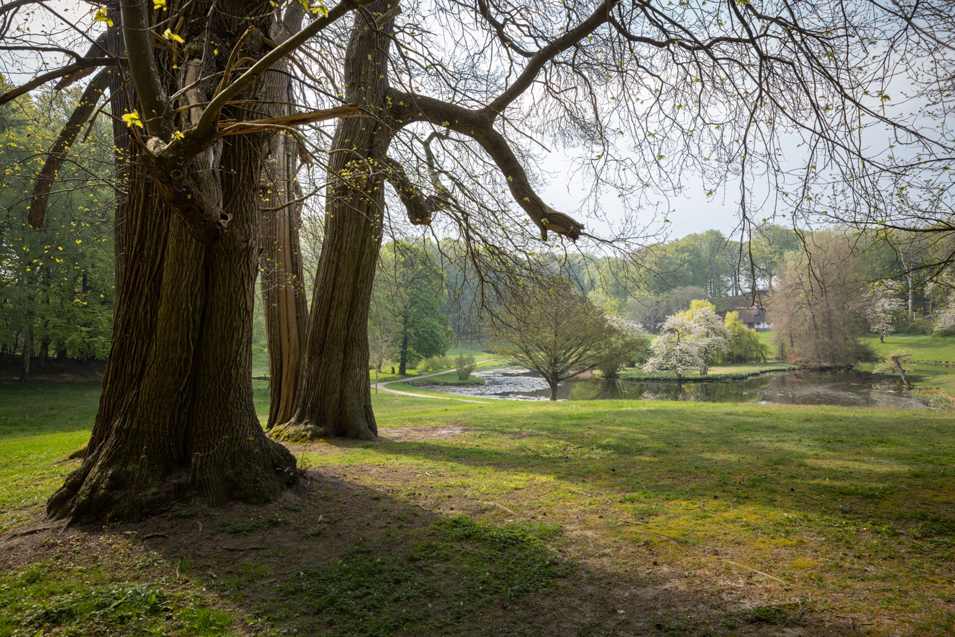 Gamle træer i Liselund Park med udsigt til søen i baggrunden.