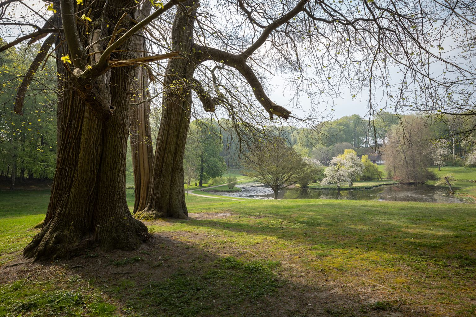 Gamle træer i Liselund Park med udsigt til søen i baggrunden.