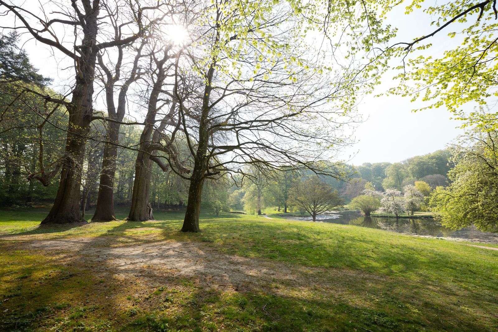 Solen skinner gennem træerne i Liselund Park, med søen og blomstrende buske i baggrunden.