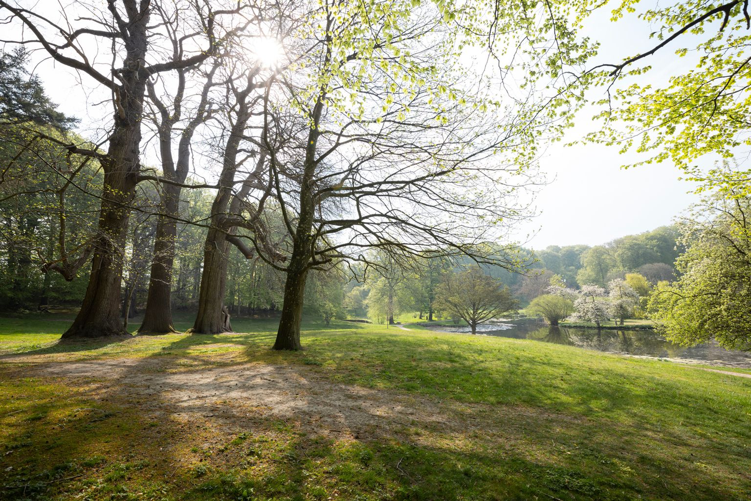 Solen skinner gennem træerne i Liselund Park, med søen og blomstrende buske i baggrunden.