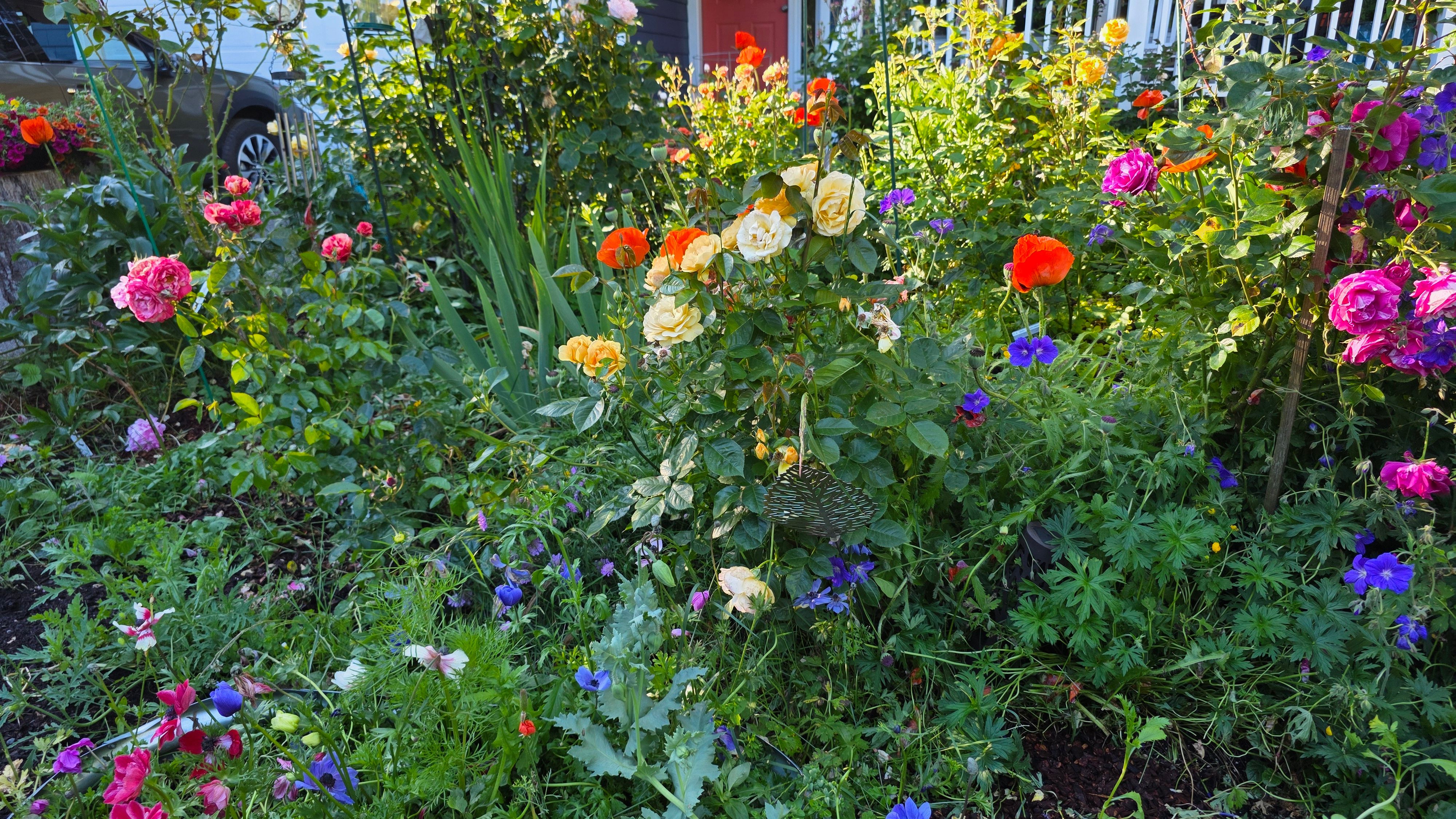 Dalreen's garden