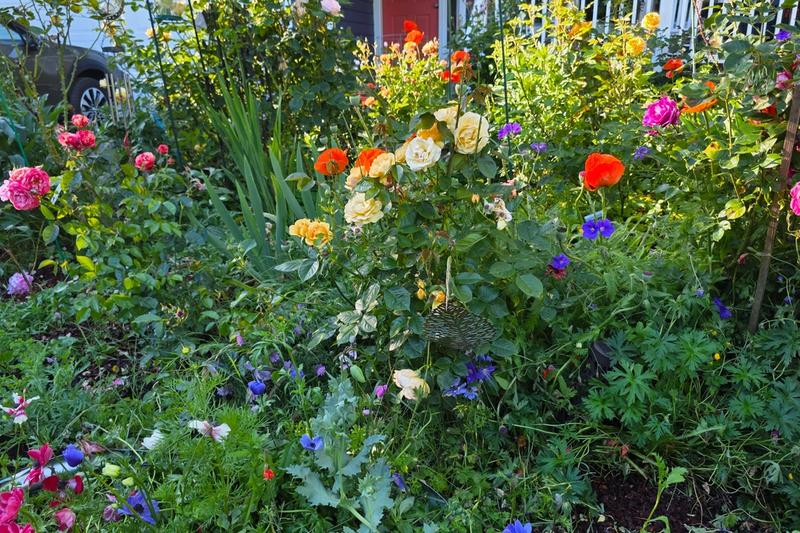 Dalreen's garden