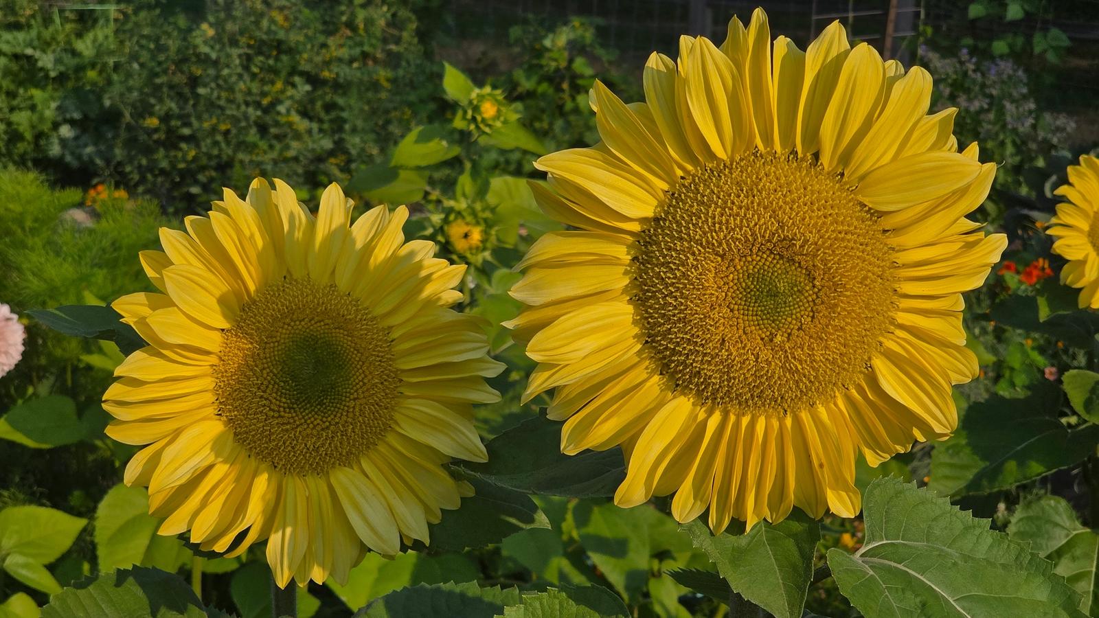 Sunflowers