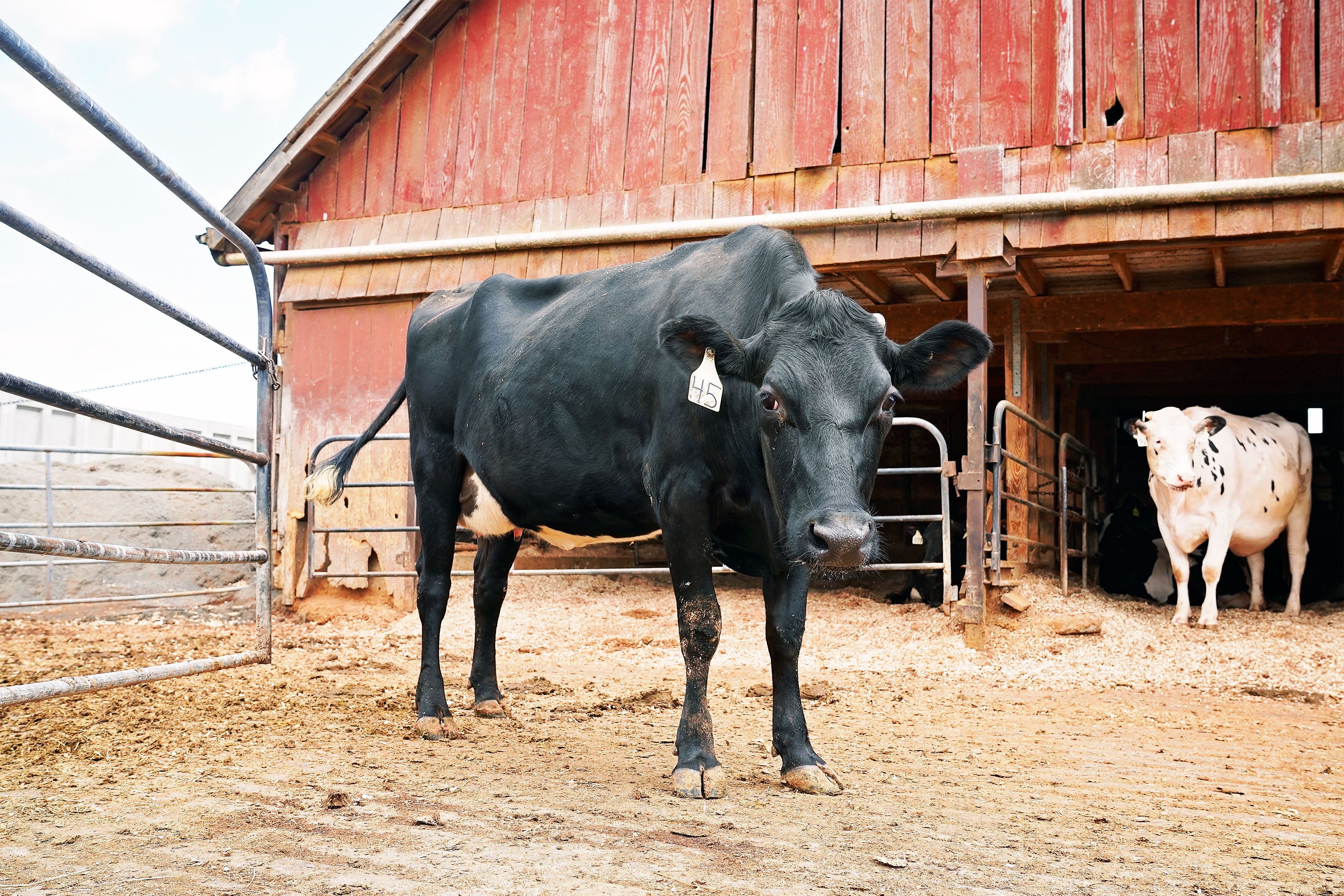 pregnant cows on the farm