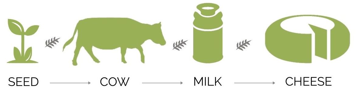seed to cheese 
