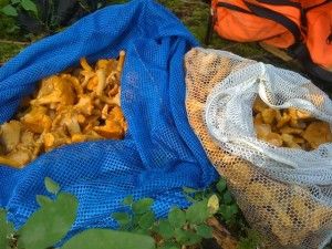 Mushroom - 2