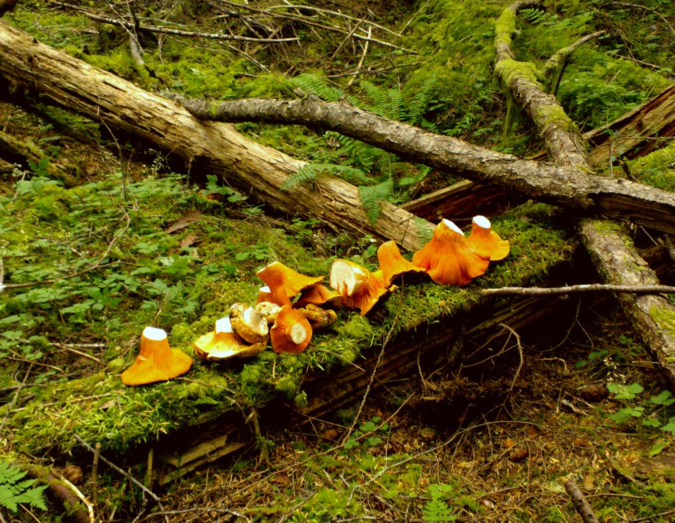 Found and Foraged Chanterelles