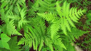 HGIC native Athyrium filix-femina MT 1200