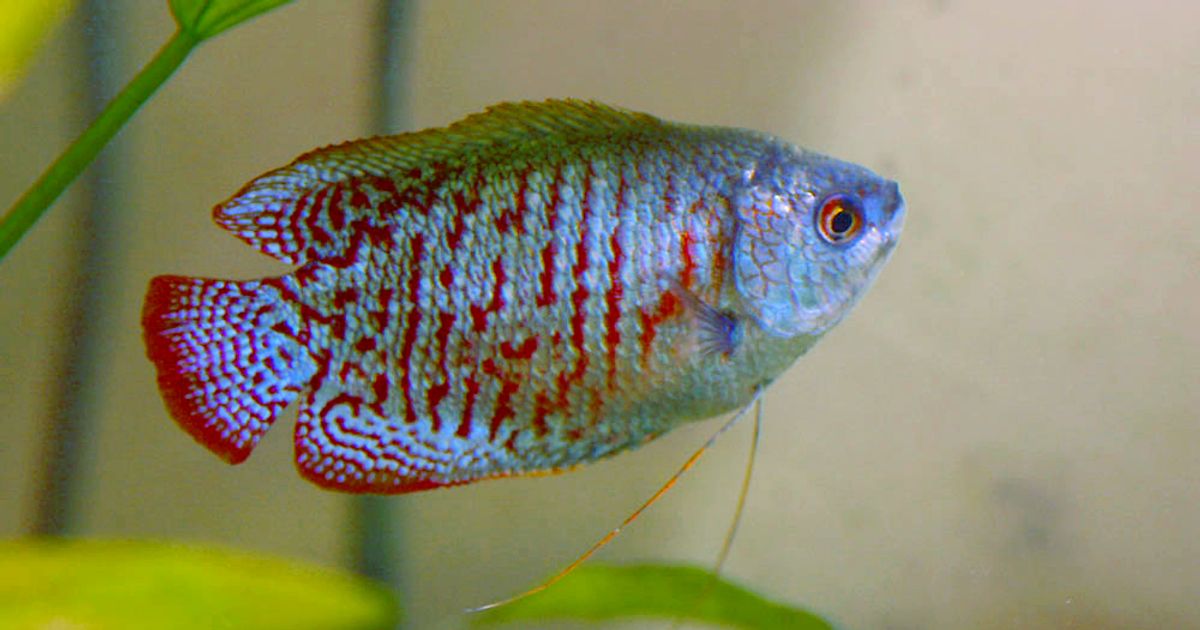 theaquariumadviser.com