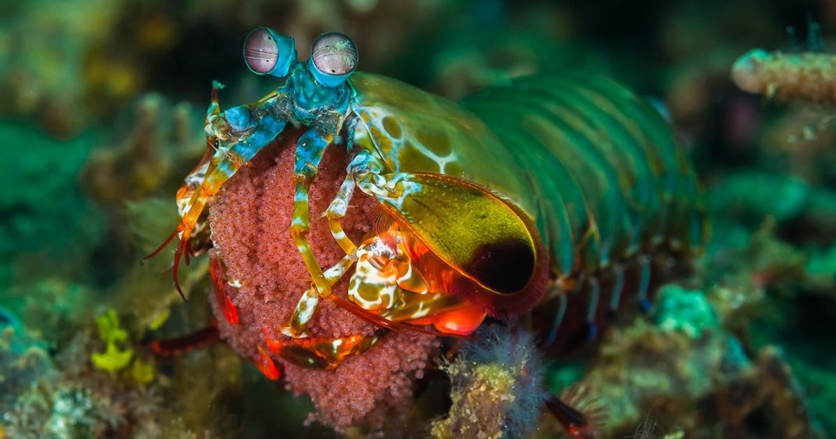 Peacock Mantis Shrimp Care Guide: Tank Setup & Behavior | The Aquarium ...