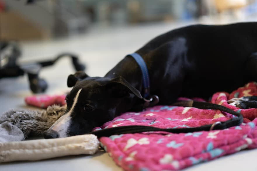 A whippet puppy lying on a blanket