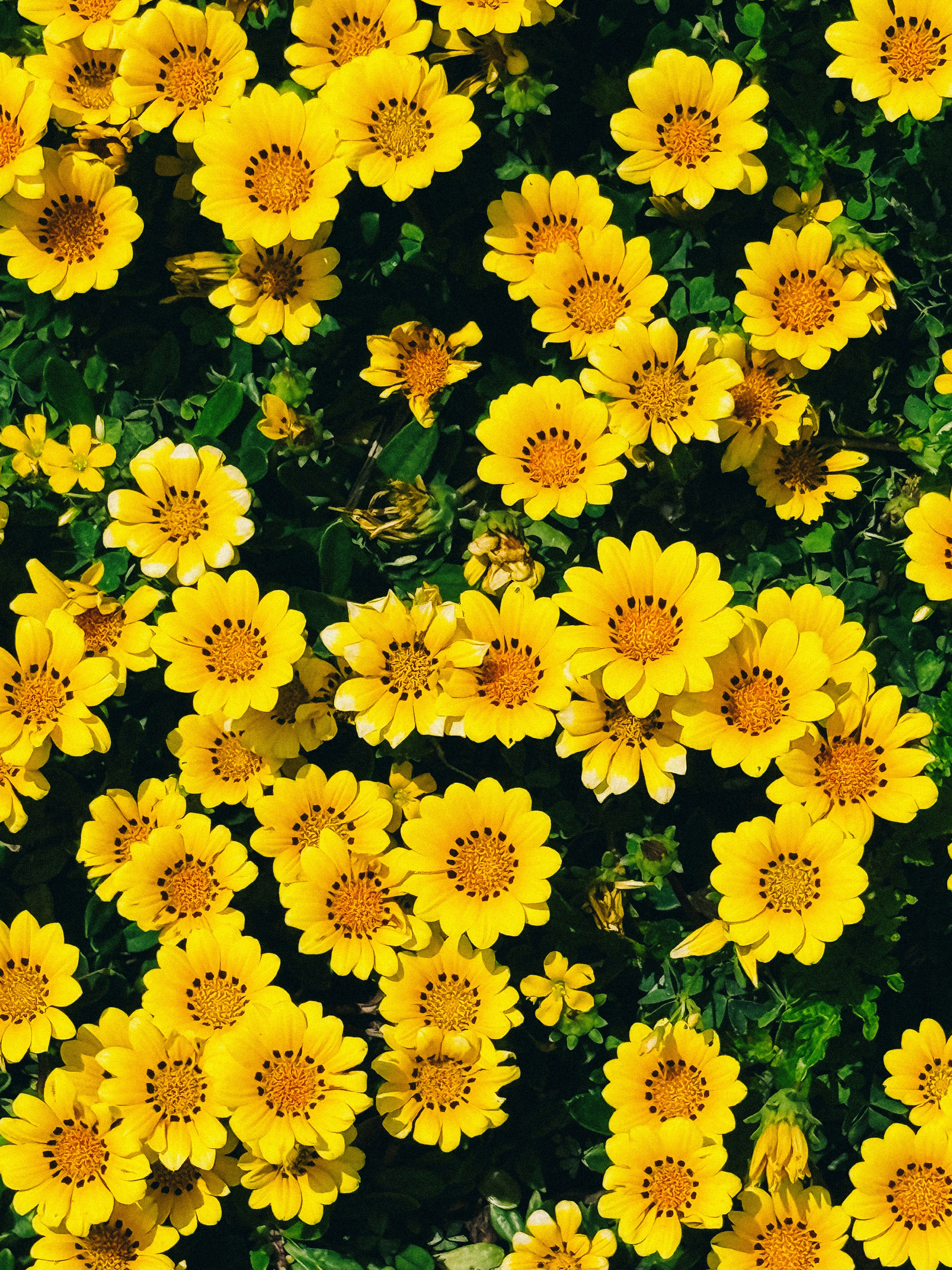 Yellow flowers edited with the S1M Superia Preset in Lightroom.