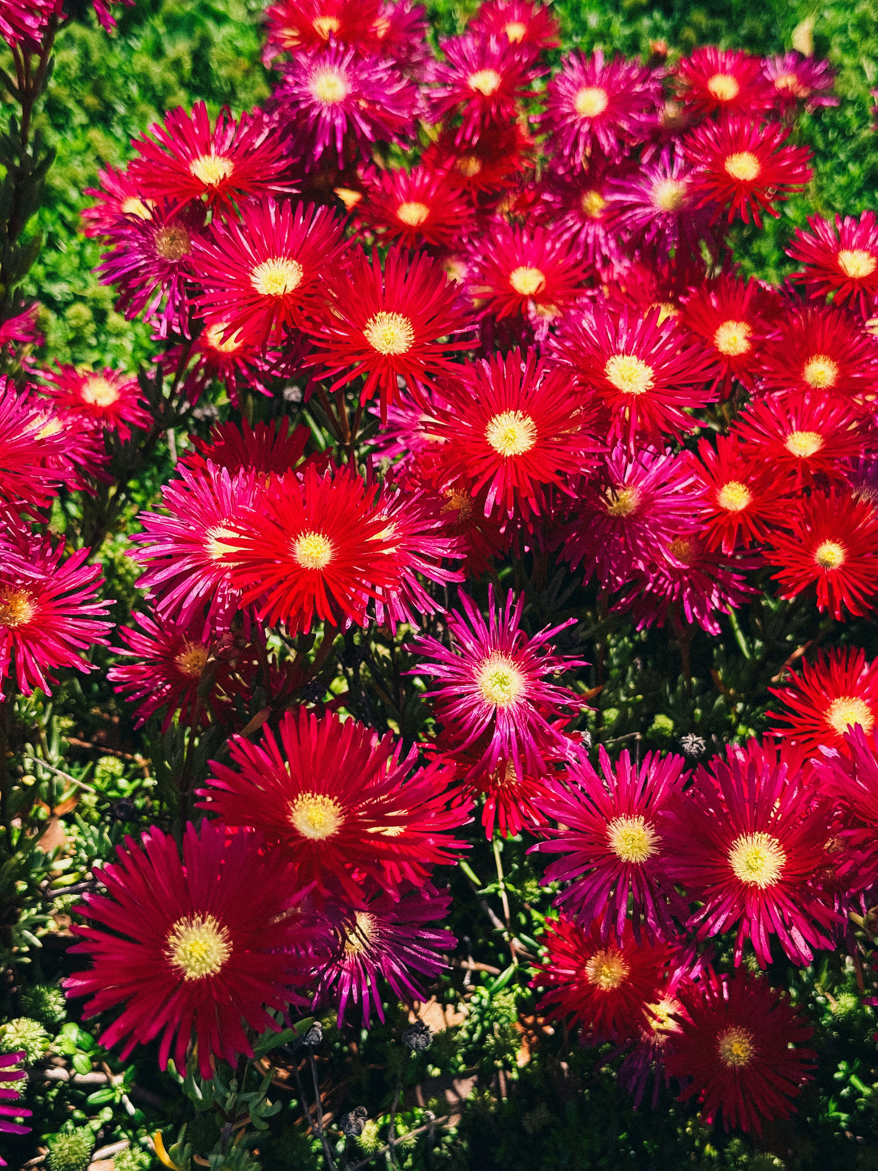 Magenta flowers edited with the S1M Superia preset in Lightroom.