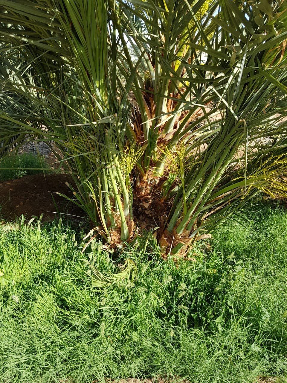 نخيل - 10