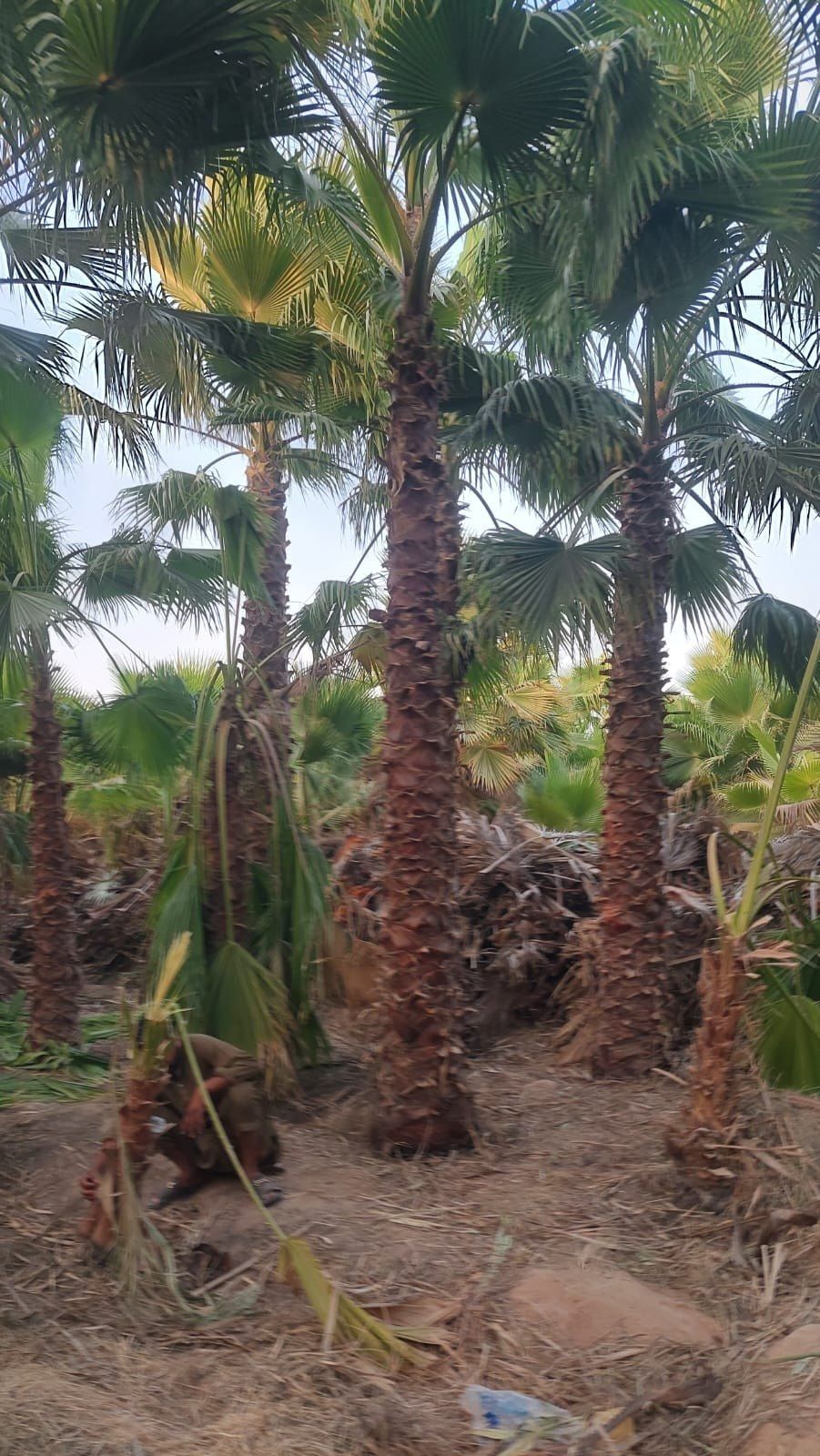 نخيل - 7