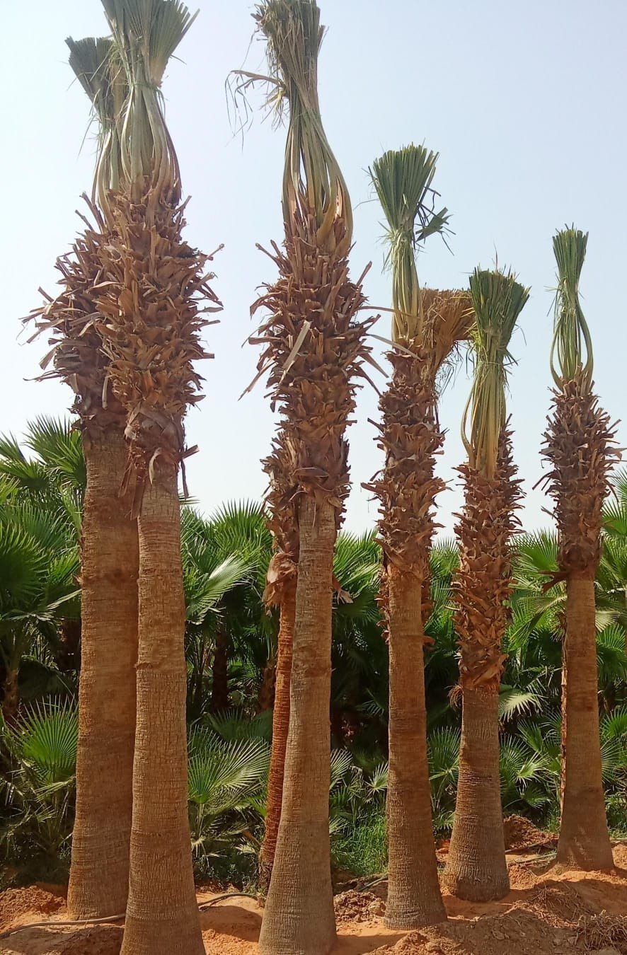 نخيل - 14