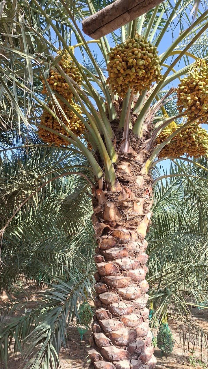 نخيل - 8