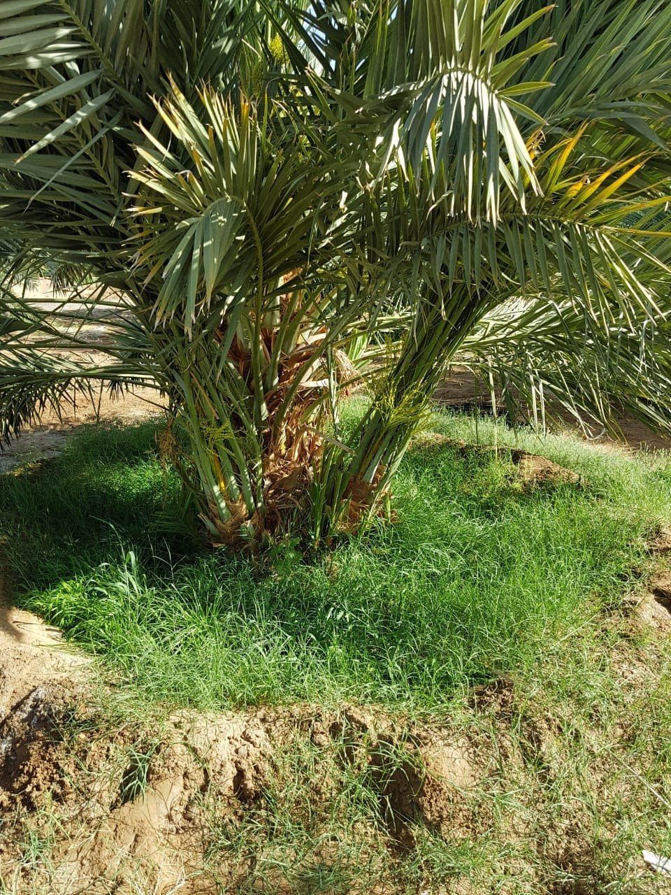 نخيل - 9
