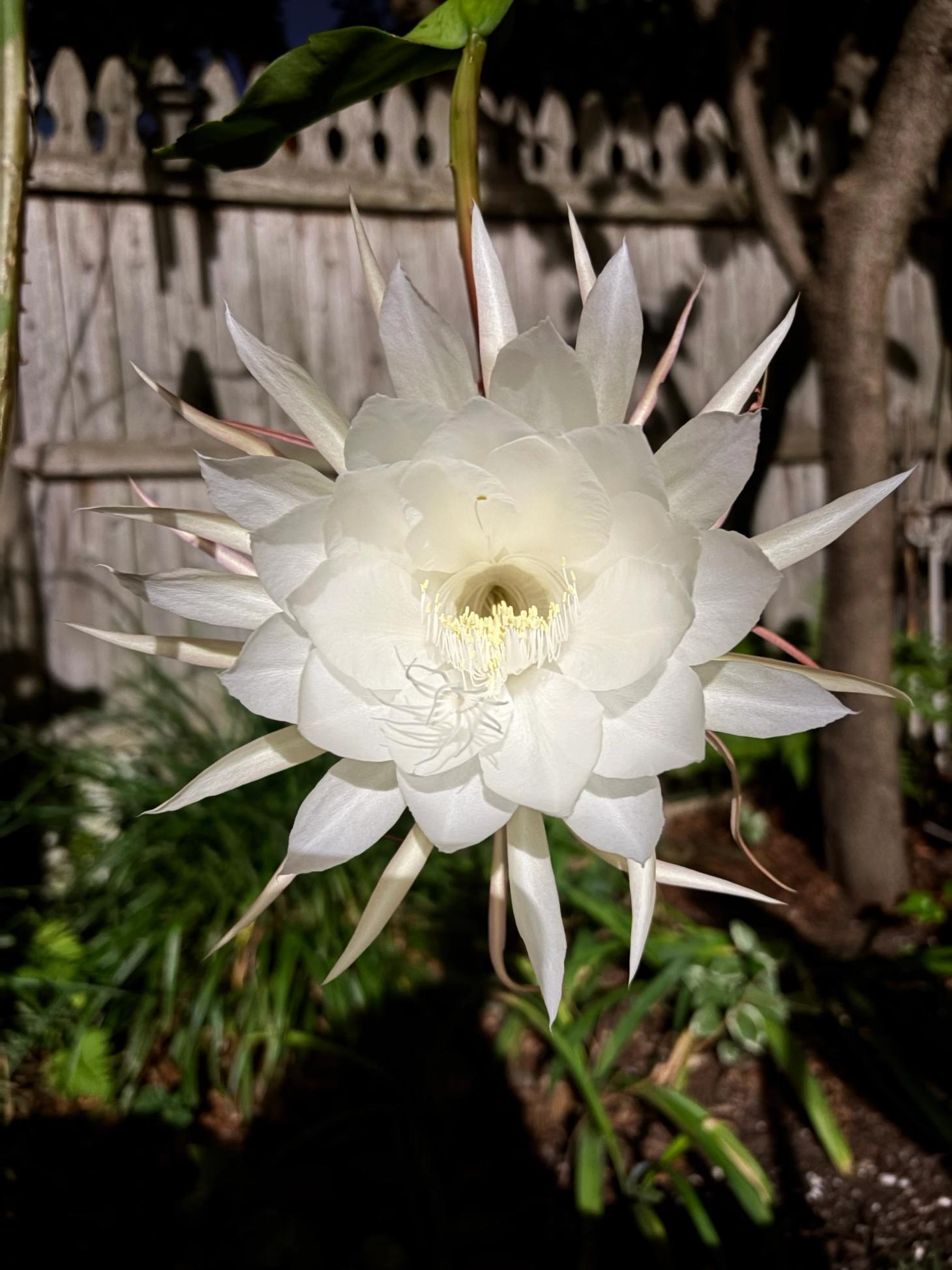 a close-up of a white night blooming cereus in full bloom