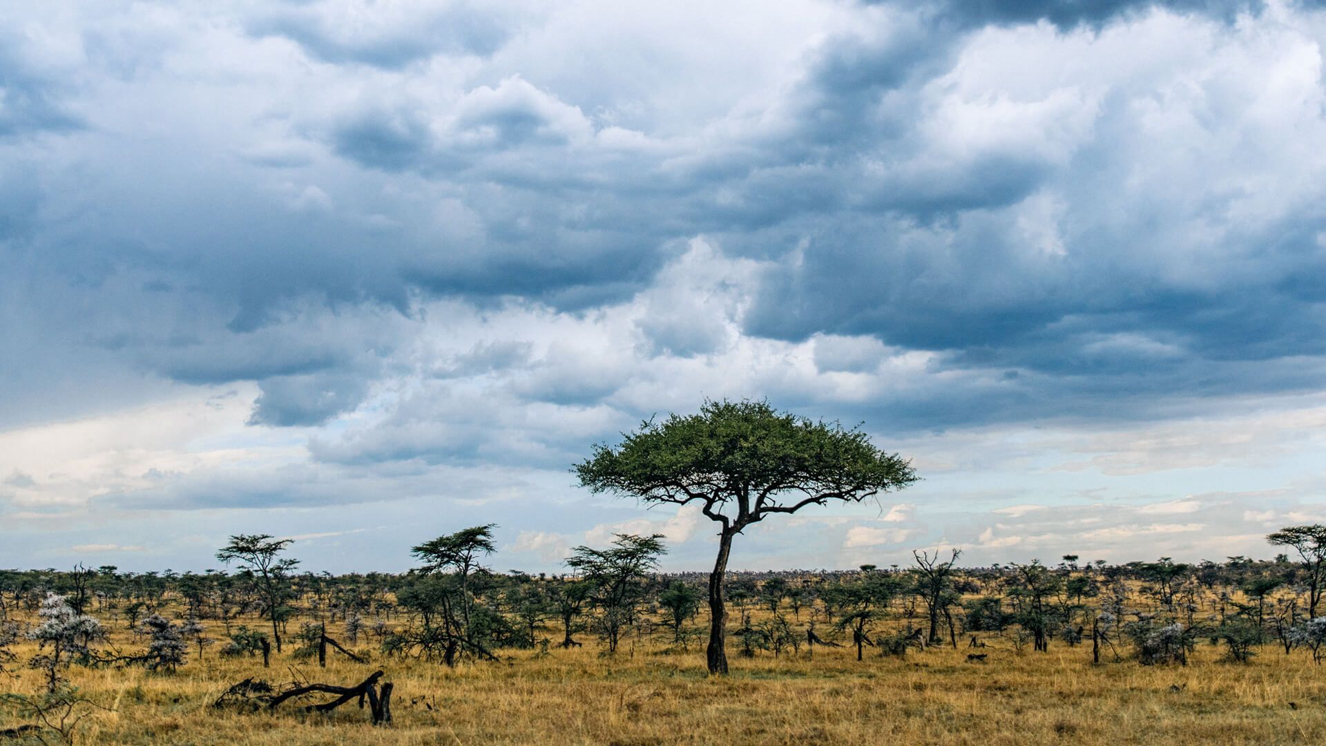 Amboseli National Park