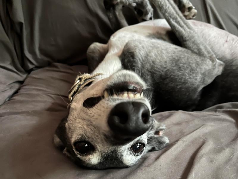 Brian's Dog | PowerLabs