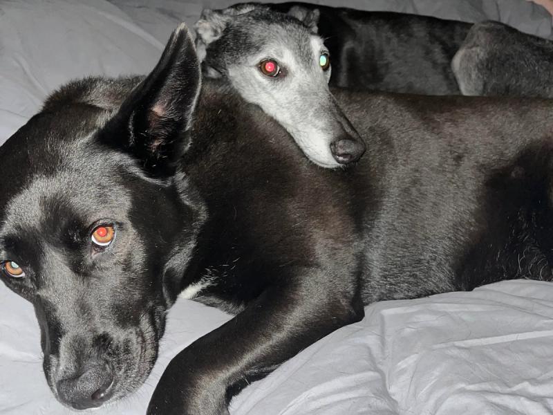 Brian's Dogs | PowerLabs