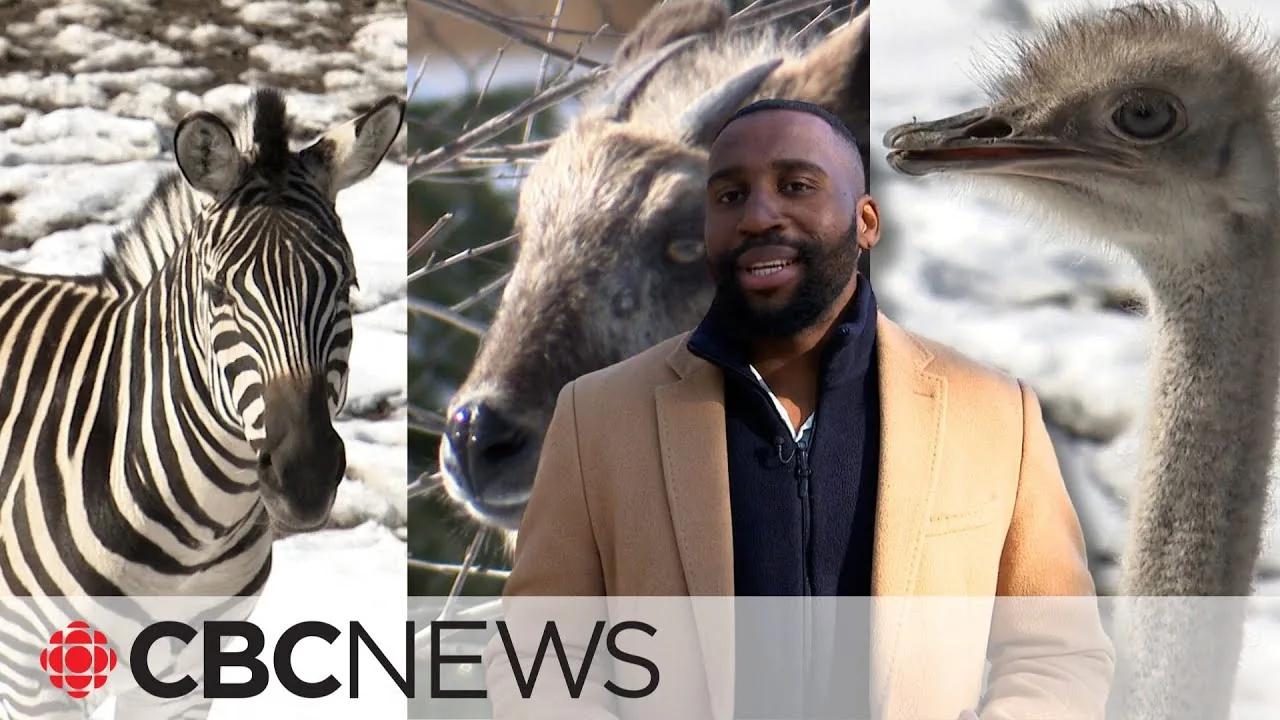 How do animals react to eclipses? This zoo wants to find out