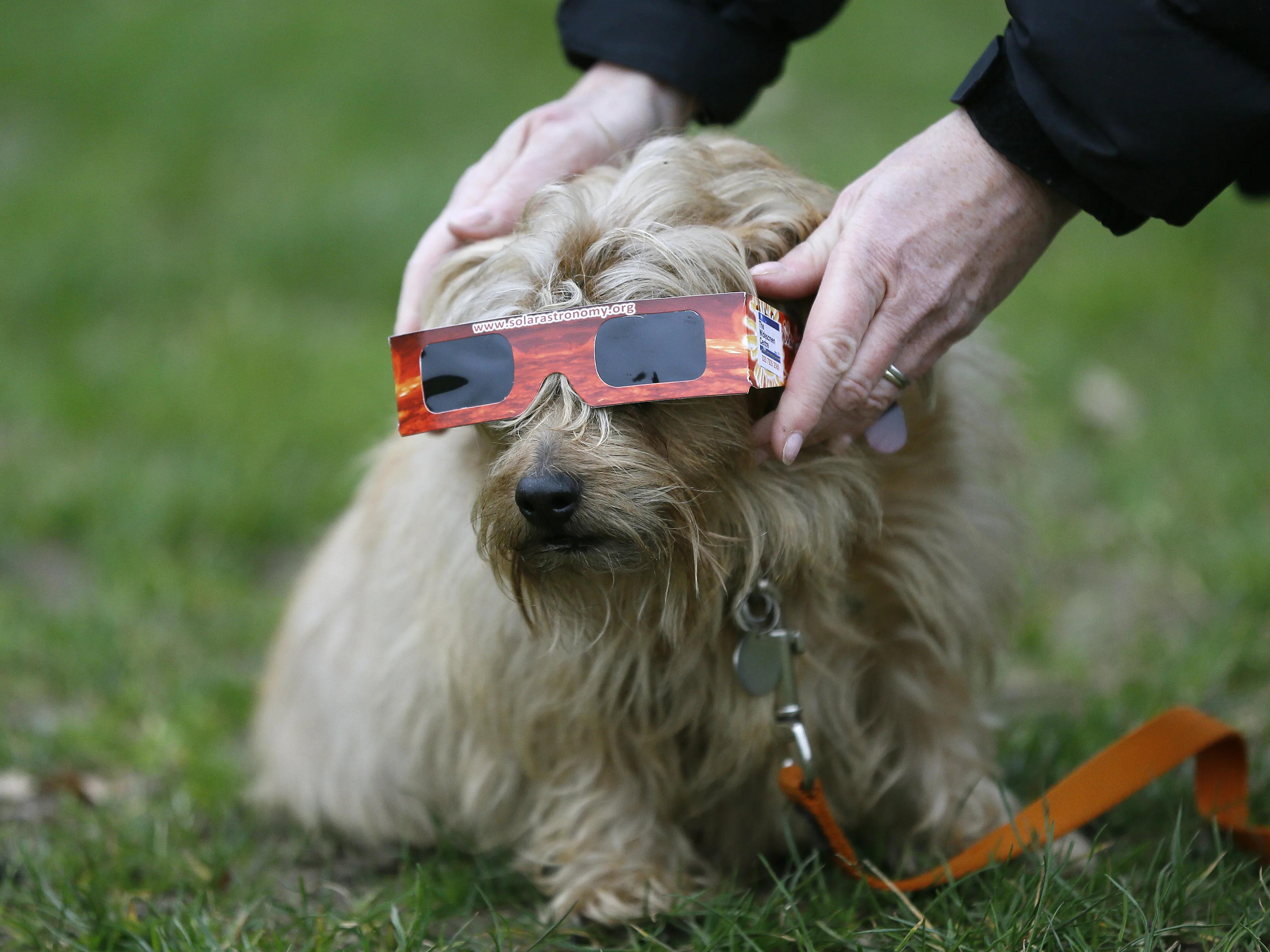 How to keep pets safe during the solar eclipse, whether at home or on the  road - OPB