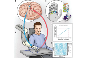Representative image for the Sensorimotor Brain-Computer Interfaces research topic