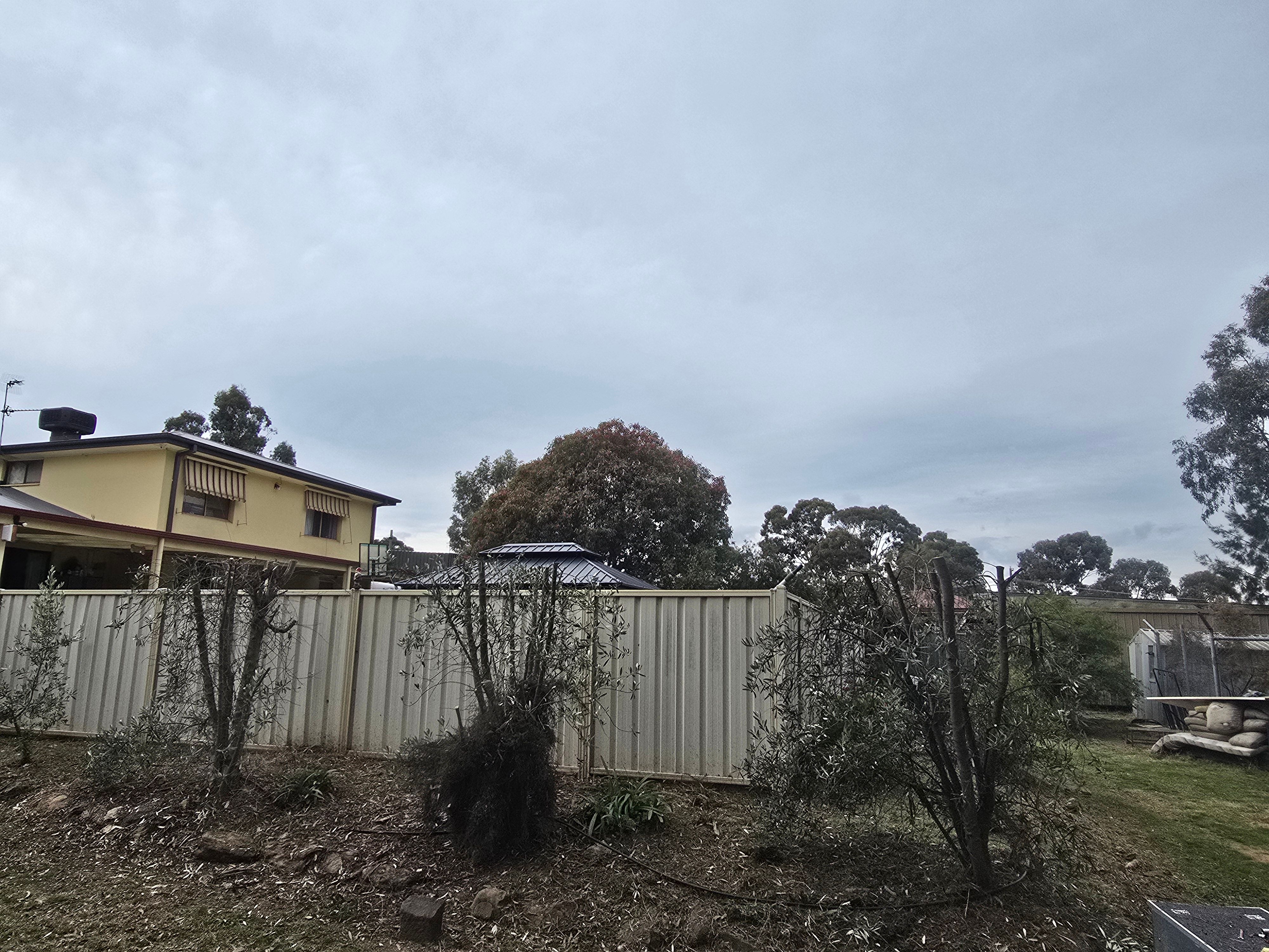 Olive Tree Reduction & Property Maintenance in Sailors Gully