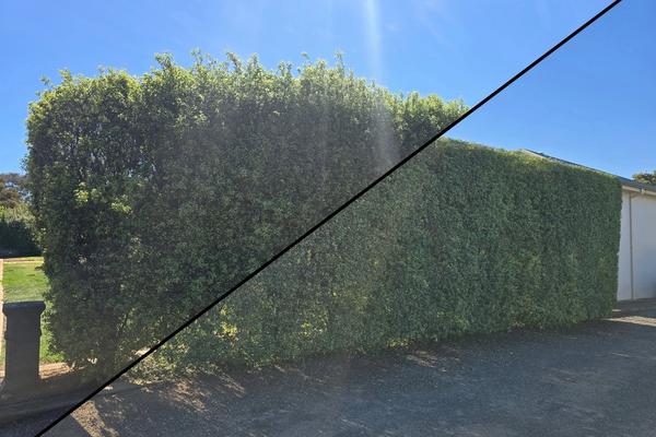 Hedge Trimming & Shaping service by Bowles Mowing and Maintenance