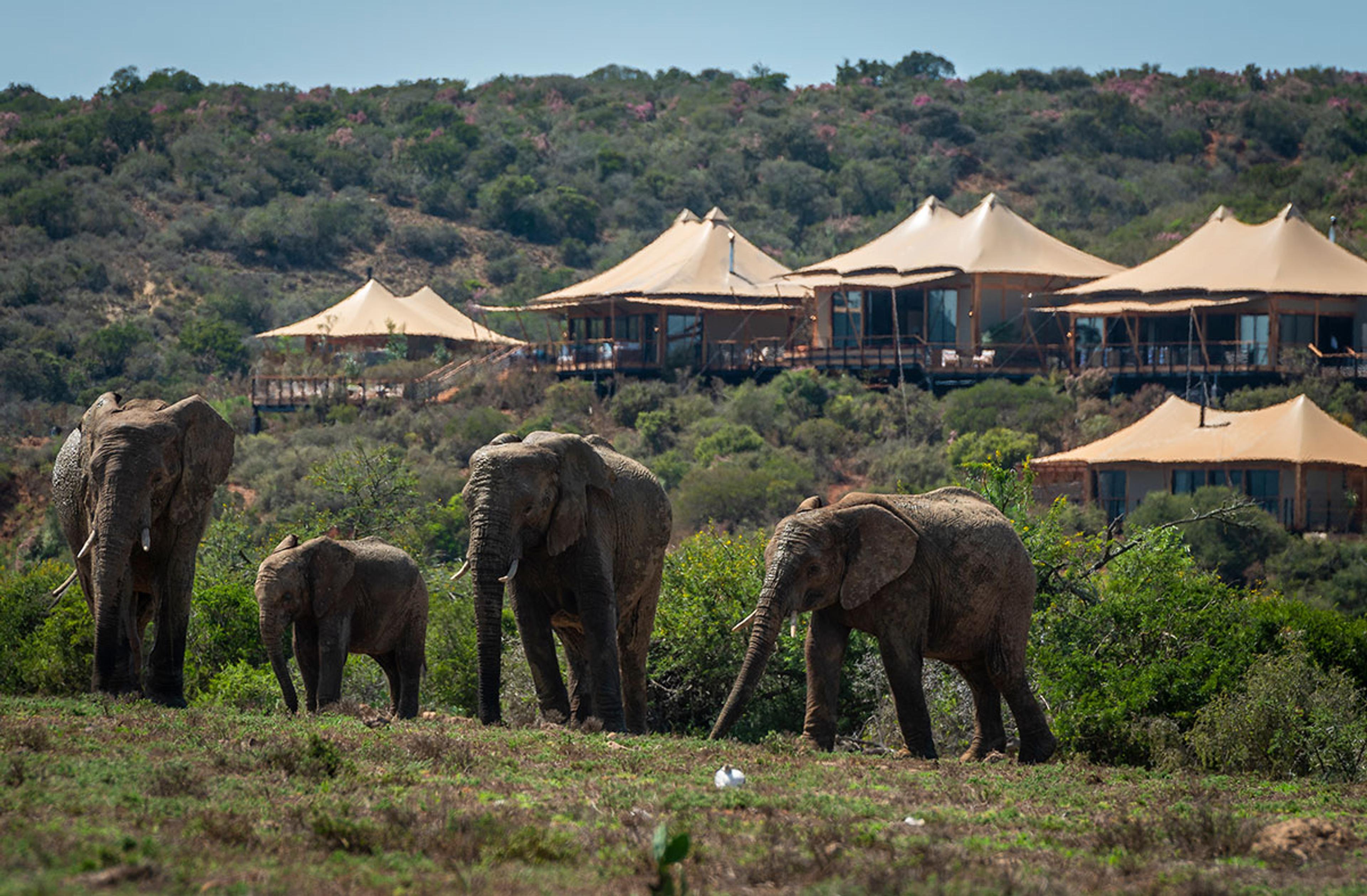 Sindile, lodge