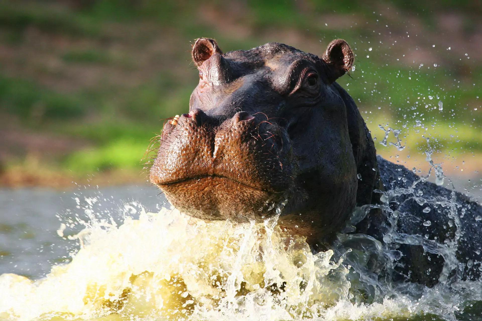 Safari in the Shamwari game reserve
