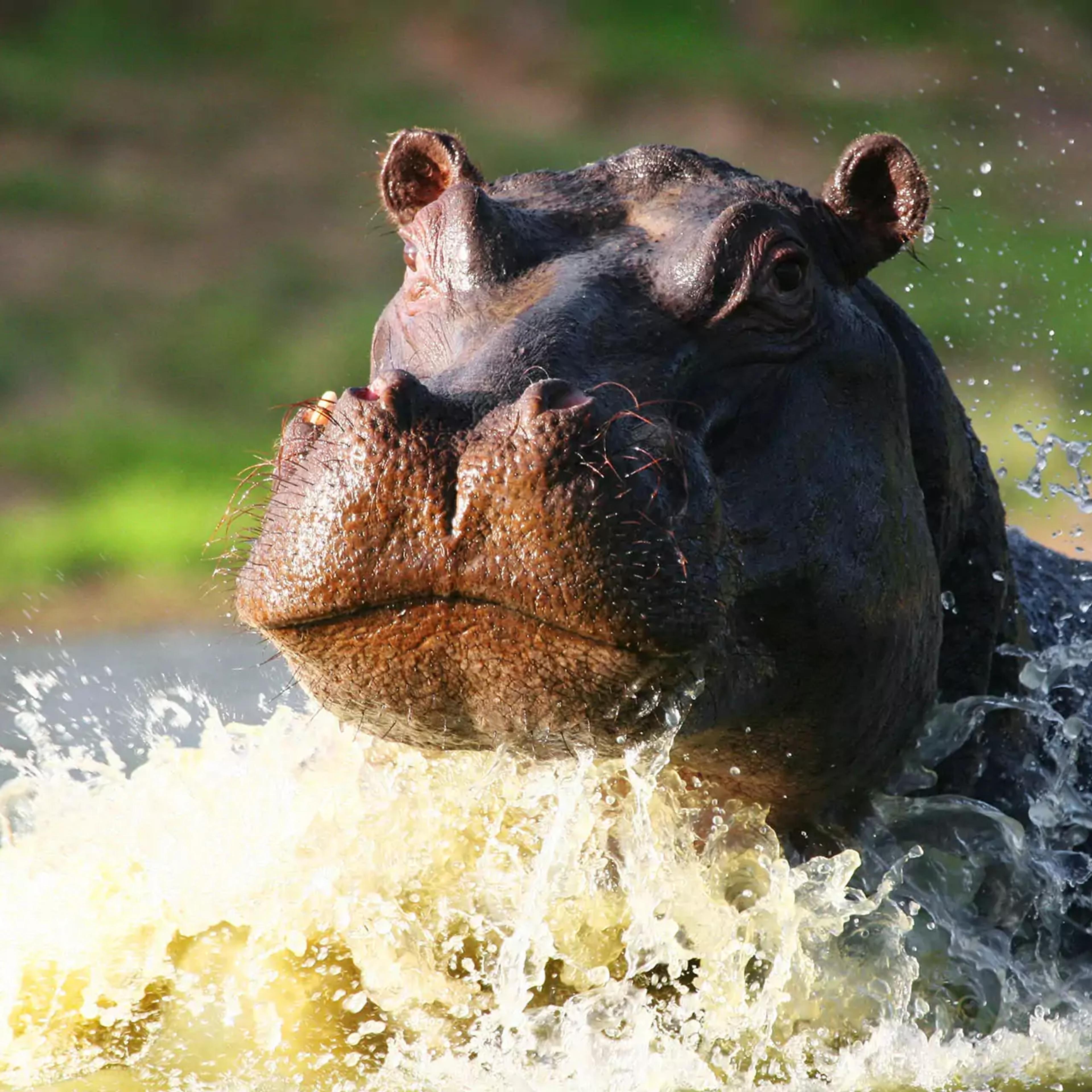 Safari in the Shamwari game reserve